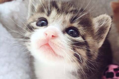 http://haerbin.vdtfzz.com/post/208.html|哈尔滨人工试管